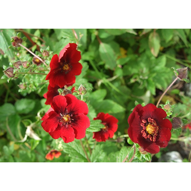Potentilla atrosanquinea