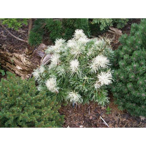 Pinus parviflora'Tanima-No-Yuki' 