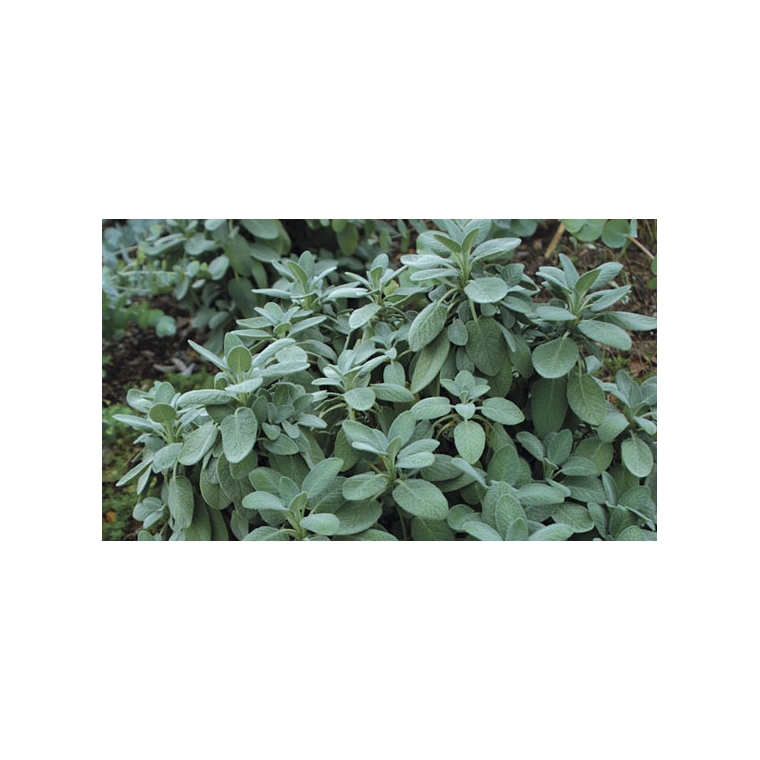 Salvia officinalis'Berggarten'