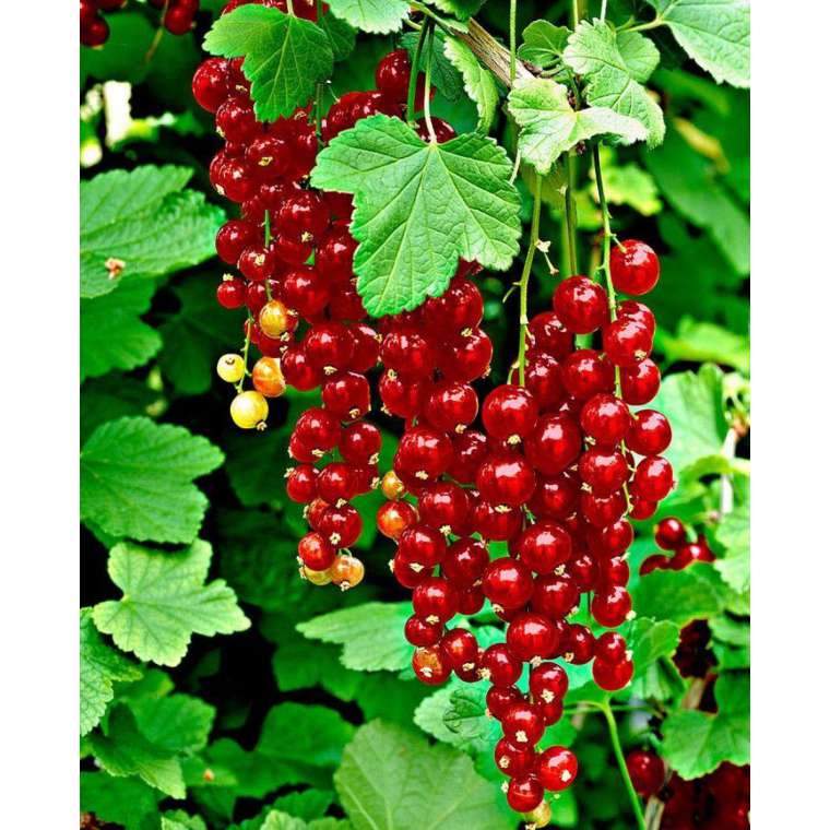 Rode Aalbes (Ribes rubrum'Rolan') 