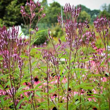 Verbena hastata