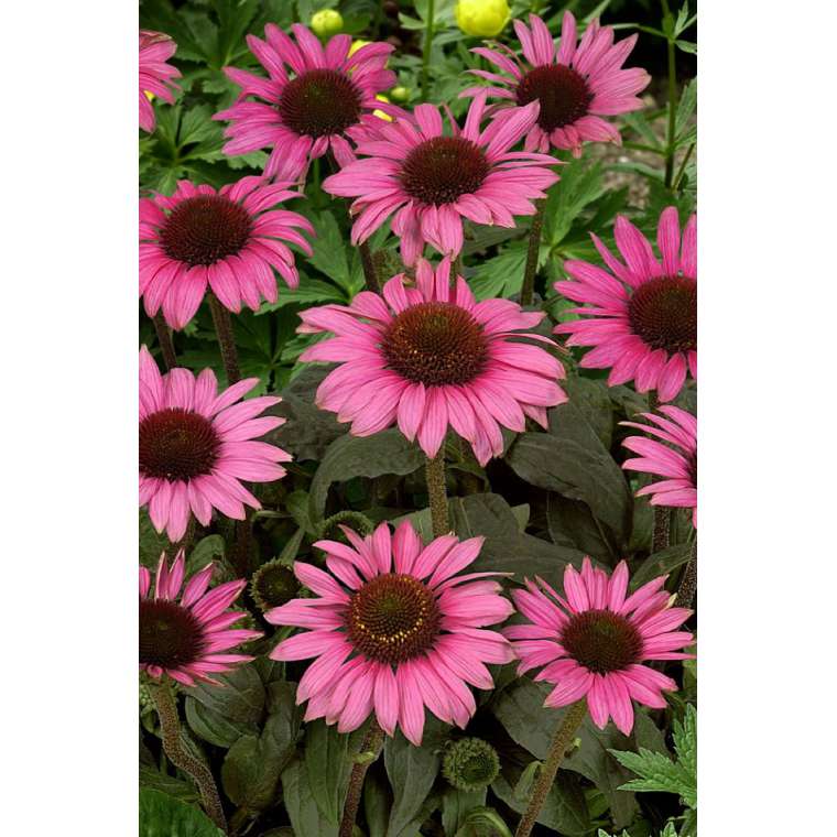 Echinacea'Meditation Pink'