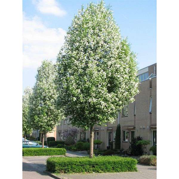 Prunus padus'Albertii' 