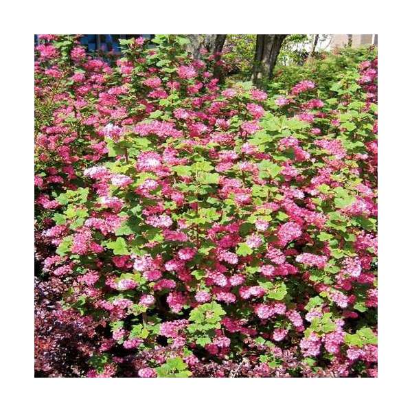 Ribes sanquineum'King Edward Vll' 