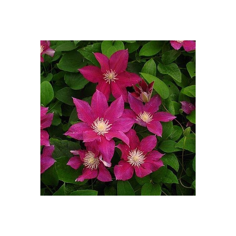 Clematis'Red Pearl' 