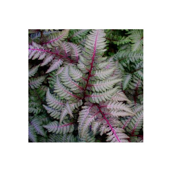 Athyrium nipponicum'Burgundy Lace'