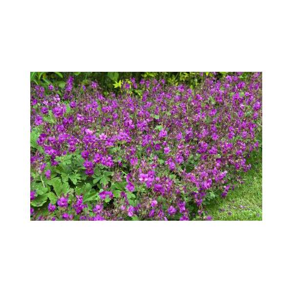 Geranium macrorrhizum'Bevan's Variety'