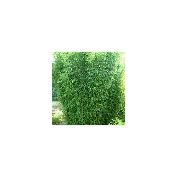 Fargesia angustisima 