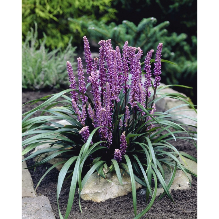 Liriope muscari'Royal Purple'