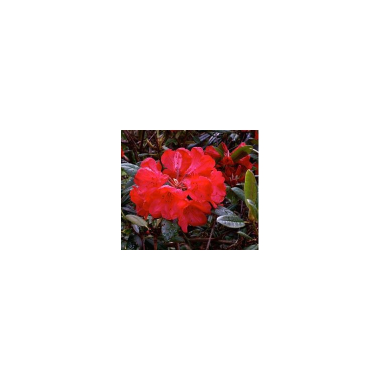 Rhododendron'Elizabeth Red Foliage' 