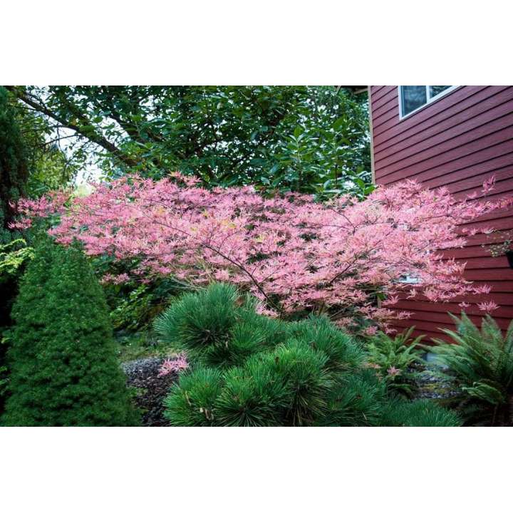 Acer palmatum'Shirazz' 