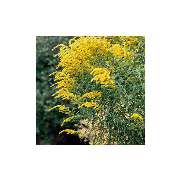 Solidago'Laurin'