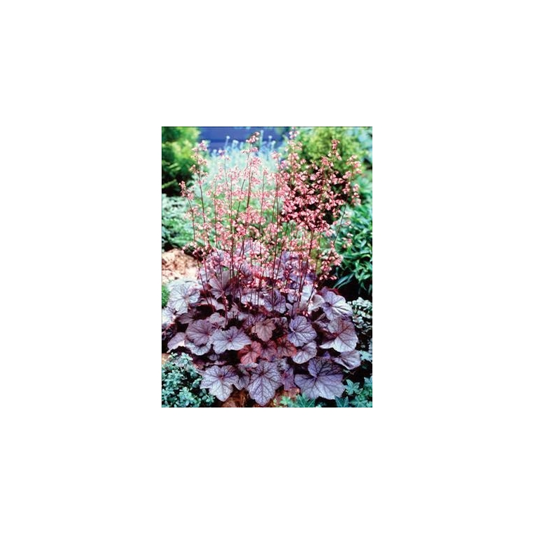 Heuchera'Regina'