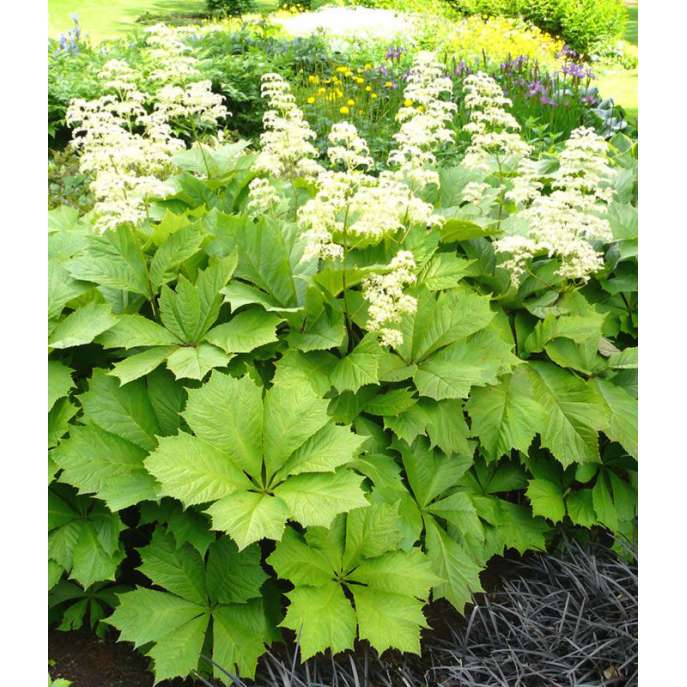 Rodgersia podophylla'Smaragd'
