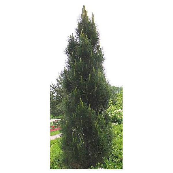 Pinus nigra'Pyramidalis' 