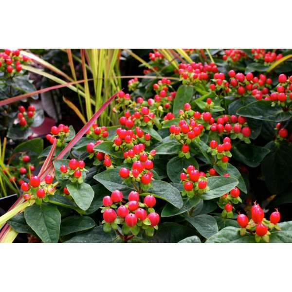 Hypericum'Miracle Summer' 