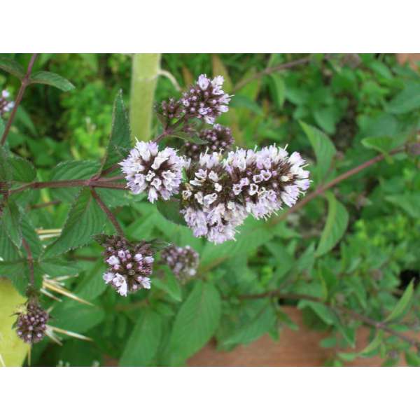 Mentha piperita'Chocolate'