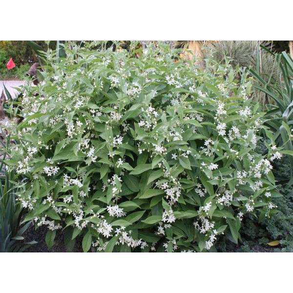 Cynanchum ascyrifolium