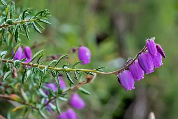 Daboecia cantabrica'Atropurpurea' 