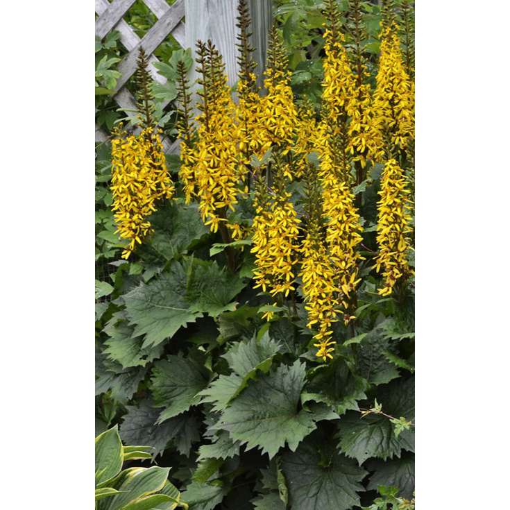 Ligularia'Bottle Rocket'