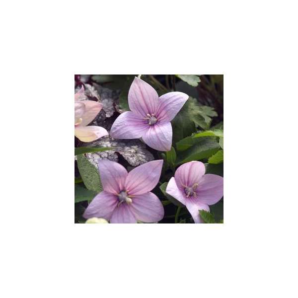 Platycodon grandiflorus'Astra Rose'