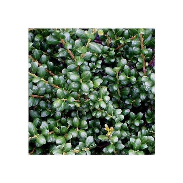 Ilex crenata'Hetzii' 