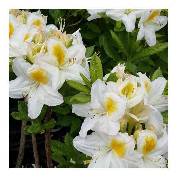 Azalea knaphill'Persil' 