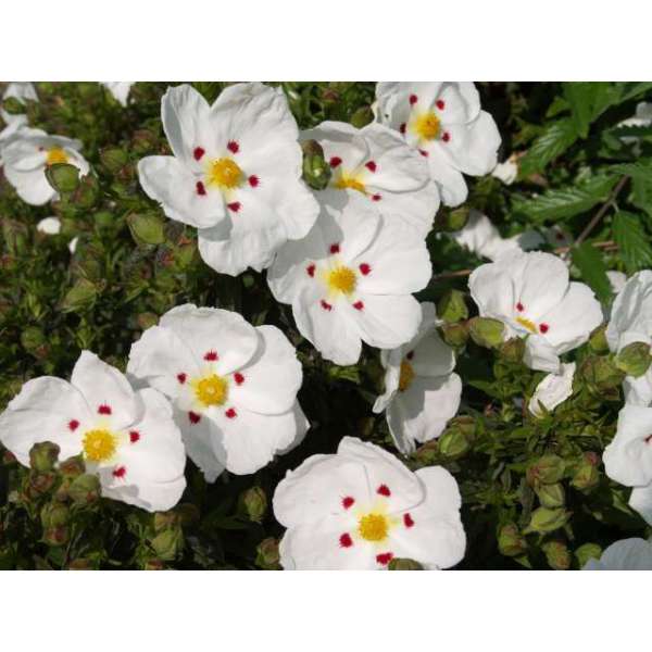 Cistus dansereaui'Decumbens' 