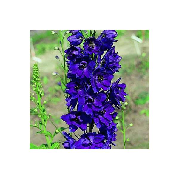Delphinium MF'Dark Blue black Bee'