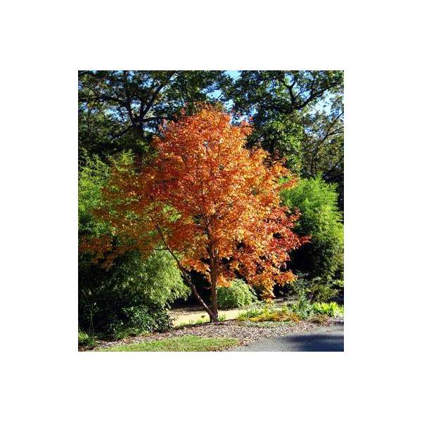 Acer triflorum 