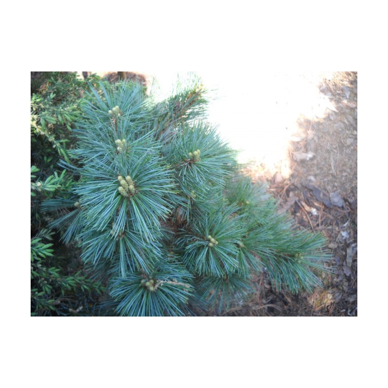 Pinus strobus'Mary Butler' 