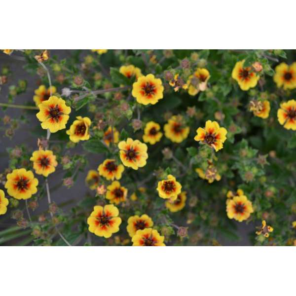 Potentilla'Esta Ann'