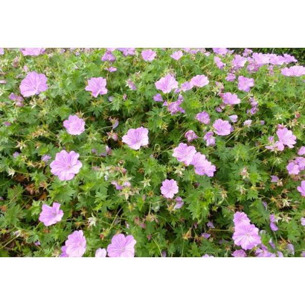 Geranium oxonianum'Hollywood'