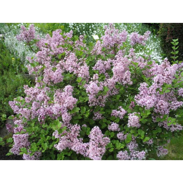 Syringa meyeri'Palibin' 