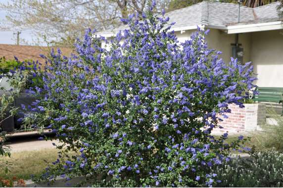 Ceanothus'Emily Brown' 