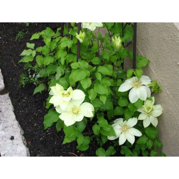 Clematis'Moonlight' 