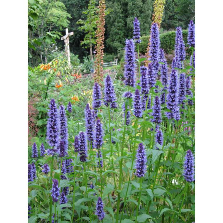 Agastache'Black Adder' 
