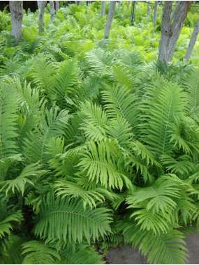 Matteuccia pensylvanica