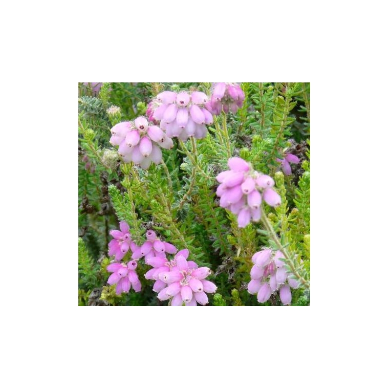 Erica tetralix'Tina' 