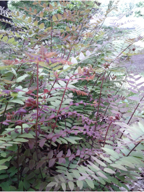 Osmunda regalis'Purpurascens'