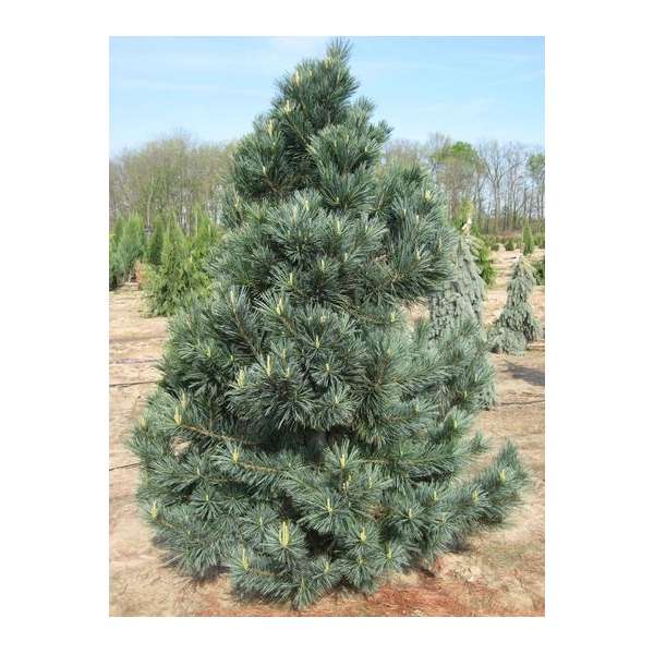 Pinus flexilis'Vanderwolf's Pyramid' 