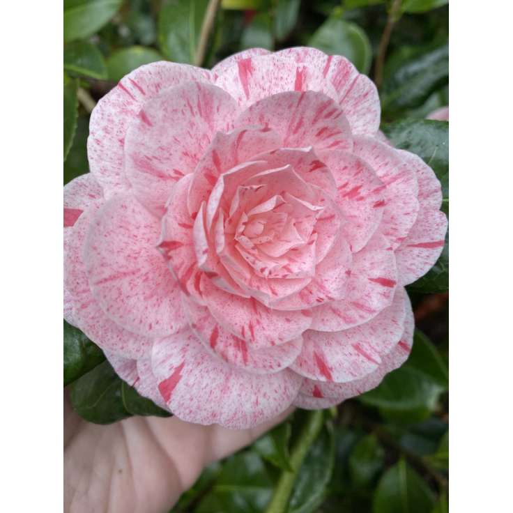 Camellia japonica'William Barlett' 