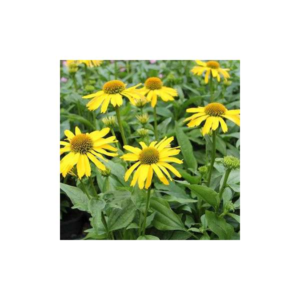 Echinacea'Sunseekers Yellow'