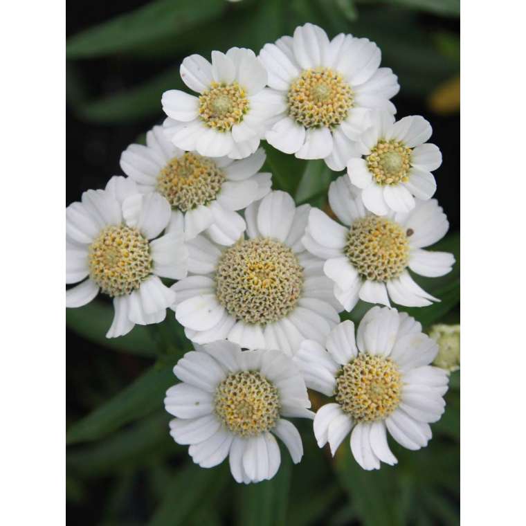 Achillea ptarmica'Nana Compacta' 
