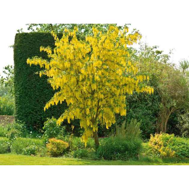 Laburnum watereri'Vossii' 