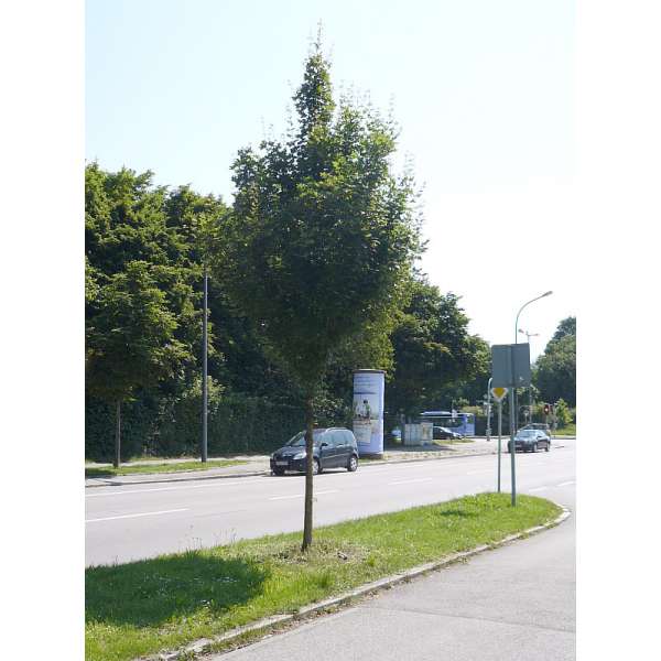 Acer campestre'Huiberts Elegant' 