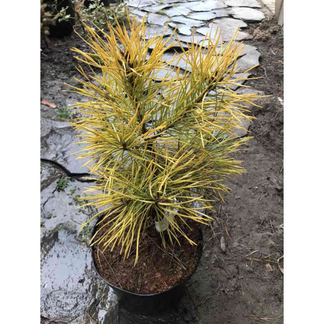 Pinus sylvestris'Anny's Winter Sun' 