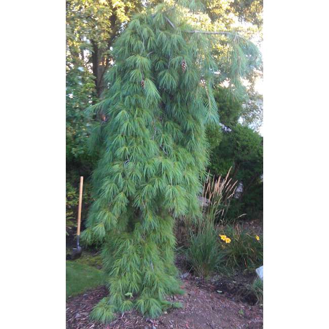 Pinus strobus'Blue Fountain' 