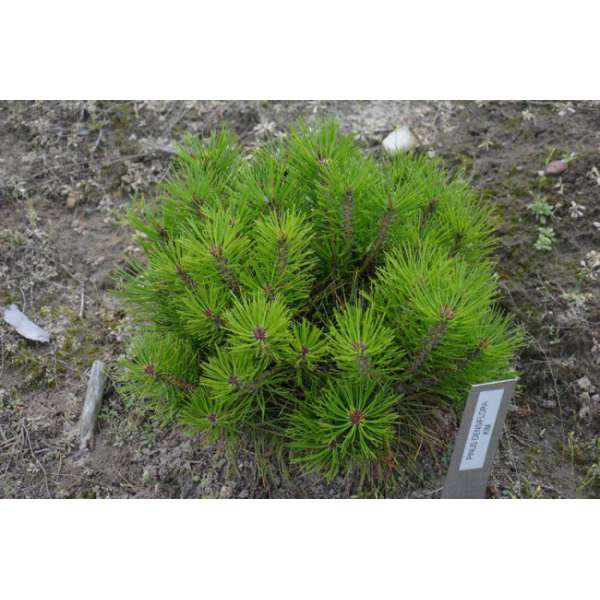 Pinus densiflora'Kim' 