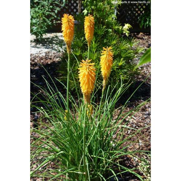 Kniphofia'Banana Popsicle'
